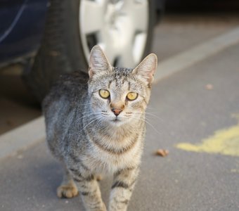 Желтоглазая кошка