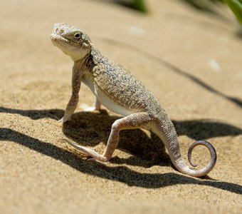 Круглоголовка