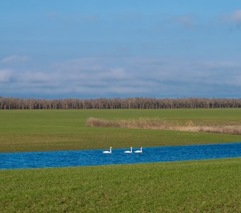 Три лебедя