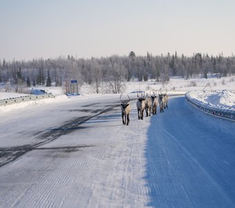 Северные дороги