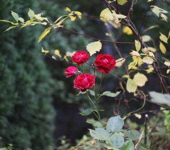 Последние краски осени