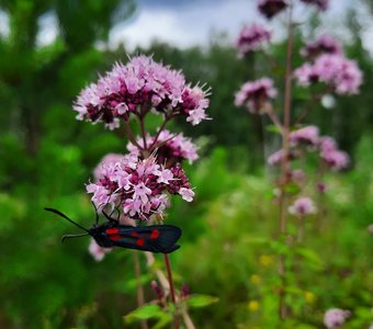 После дождя...