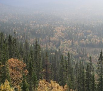 Бесконечный лес