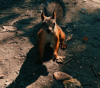 Любопытная