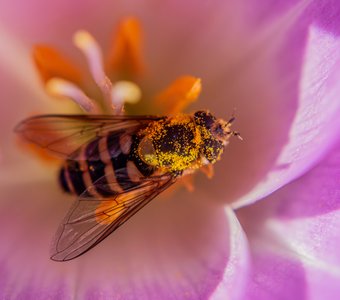 Вывалялся в пыльце