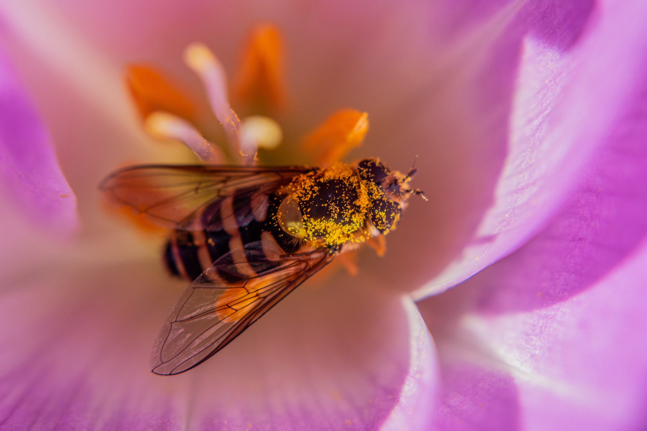 Вывалялся в пыльце