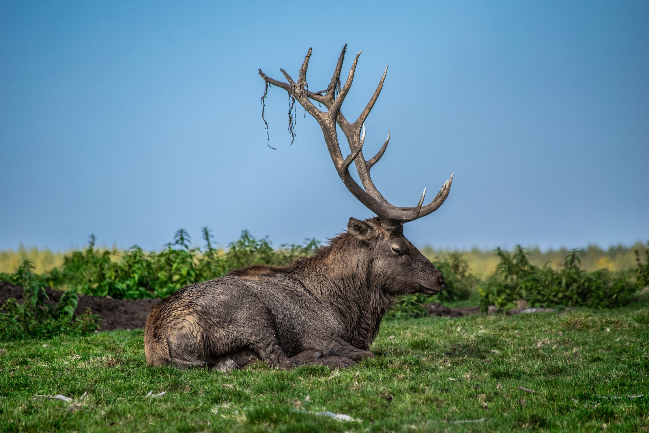 Жара на Севере