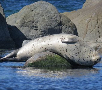 Дневной сон