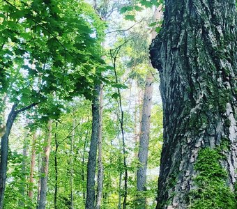 Русский лес