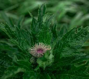 Бодяк обыкновенный