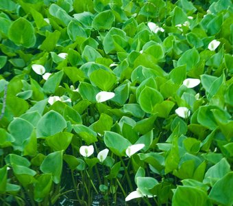 Зелёный север