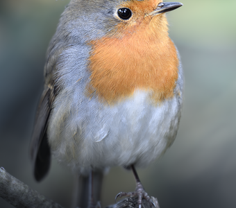 Зарянка (Erithacus rubecula)