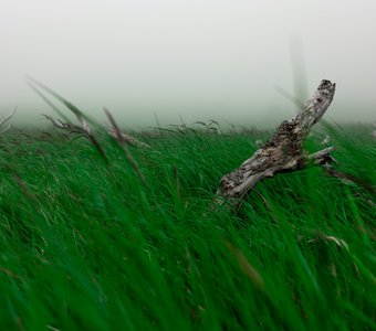 И снится нам