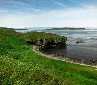 Зелёный крокодил