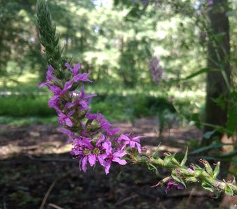 Цветок в лесу