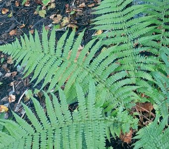 Переход из лета в осень в лесу