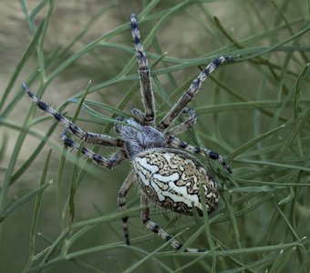 Паутина из укропа