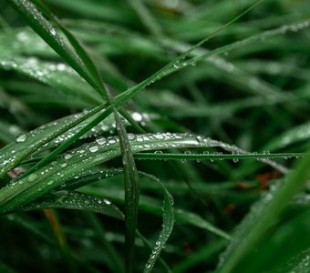 Свежая роса