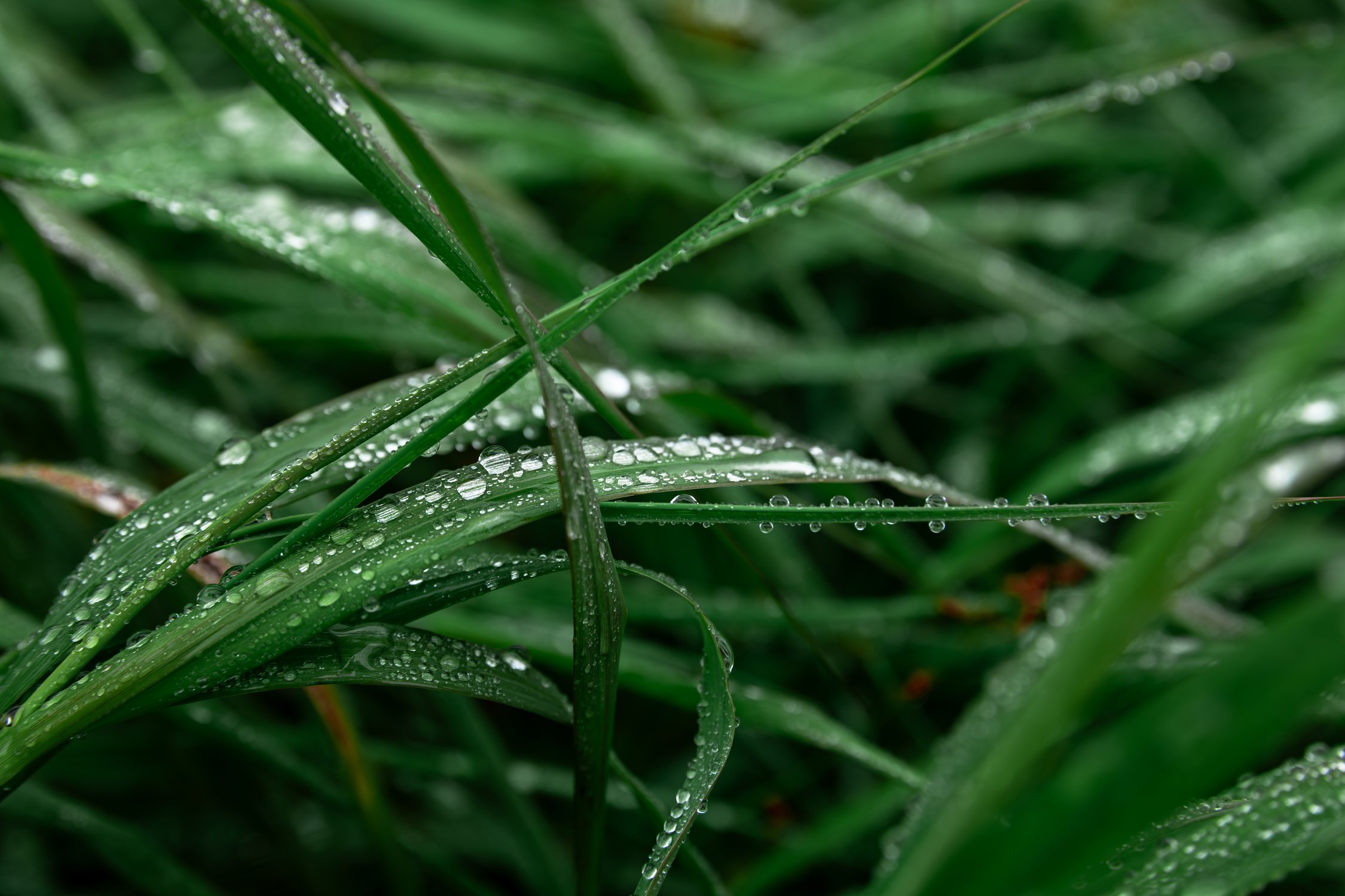 Свежая роса