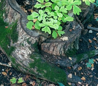 Лесная ваза