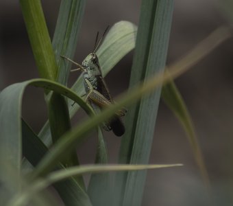 Портрет кузнечика