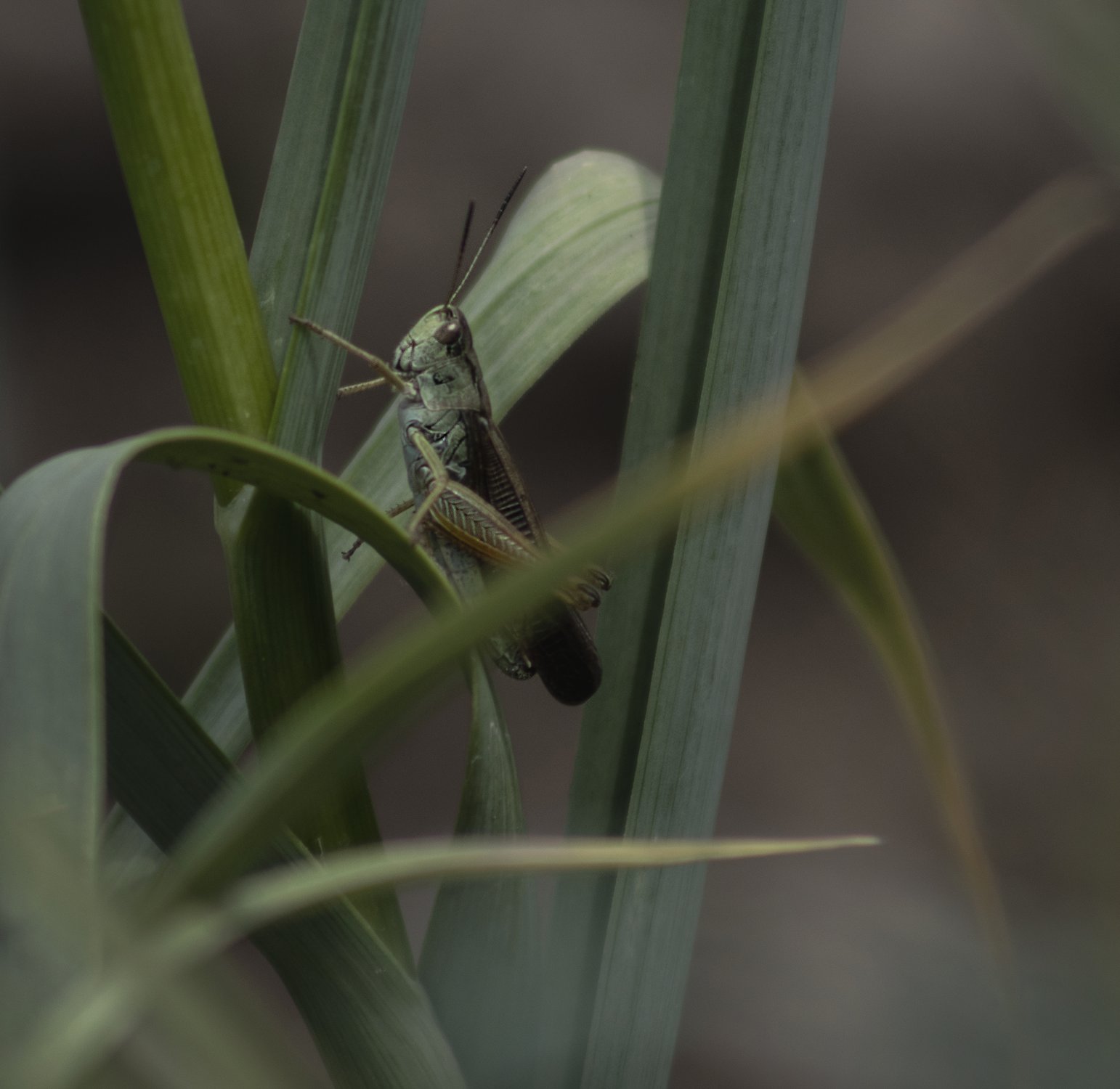 Портрет кузнечика