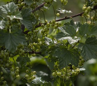 Созревание