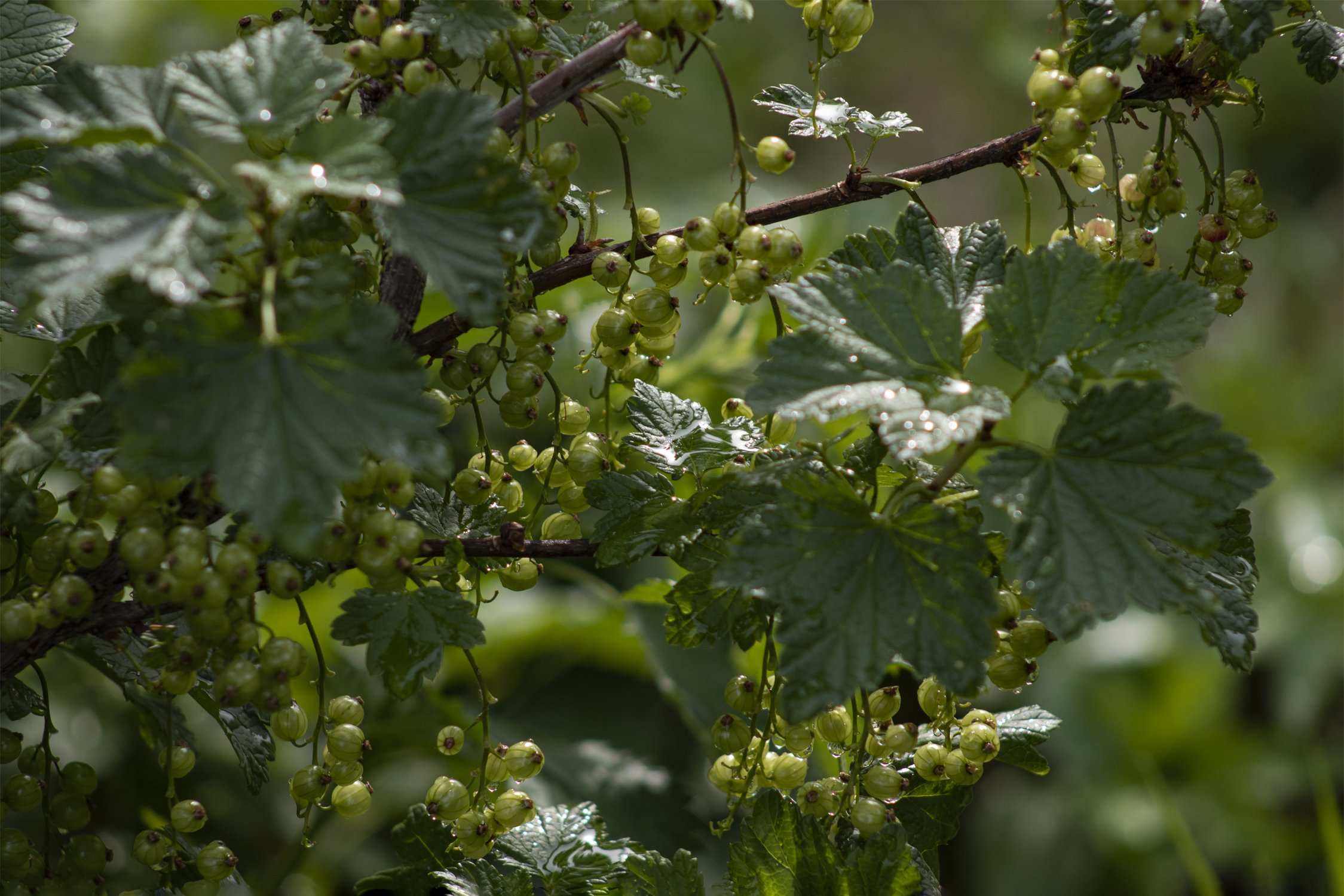 Созревание