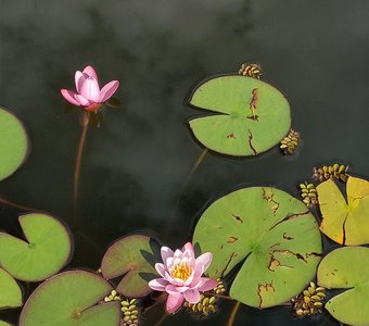 Глубокая вселенная одного крошечного водоема