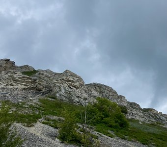 Каменное дерево