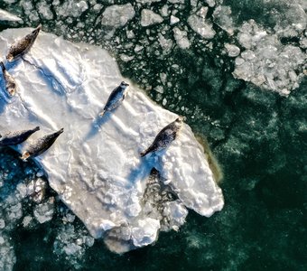 Красотки на льдине