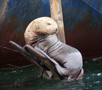 на якоре кайфую...