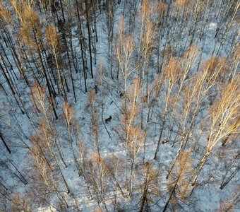 Подсмотрено на рассвете.