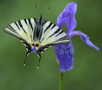 Портрет Подалирия