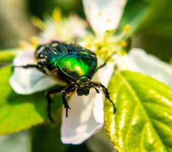 Весенний жук