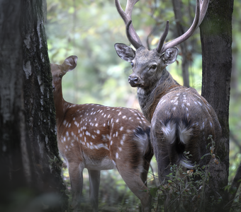 Пятнистый олень (Cervus nippon)