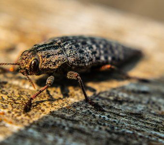 камуфляж не удался