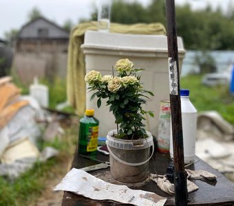 Прекрасное среди Хаоса