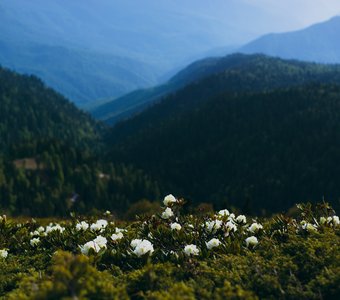 Нежность просыпается