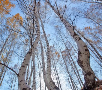 Прозрачный лес.