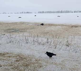 Все подружки по парам