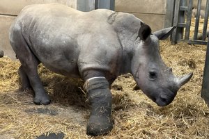 Британские ученые впервые вылечили перелом у носорога