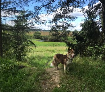 Вышли на прогулку