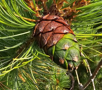 Необычное в обычном