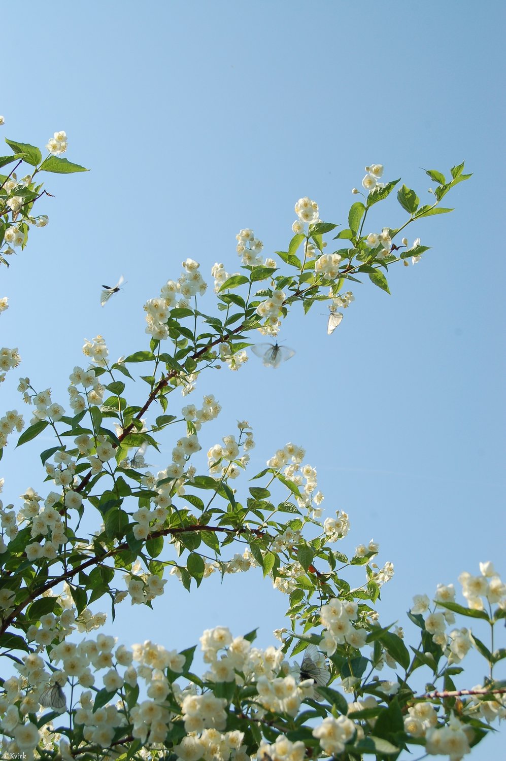 Эфемерность