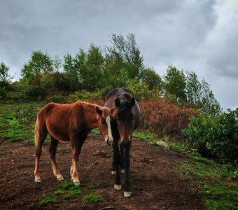 Дети природы