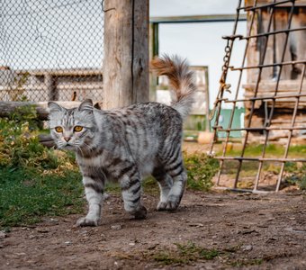 БАРСовый кот