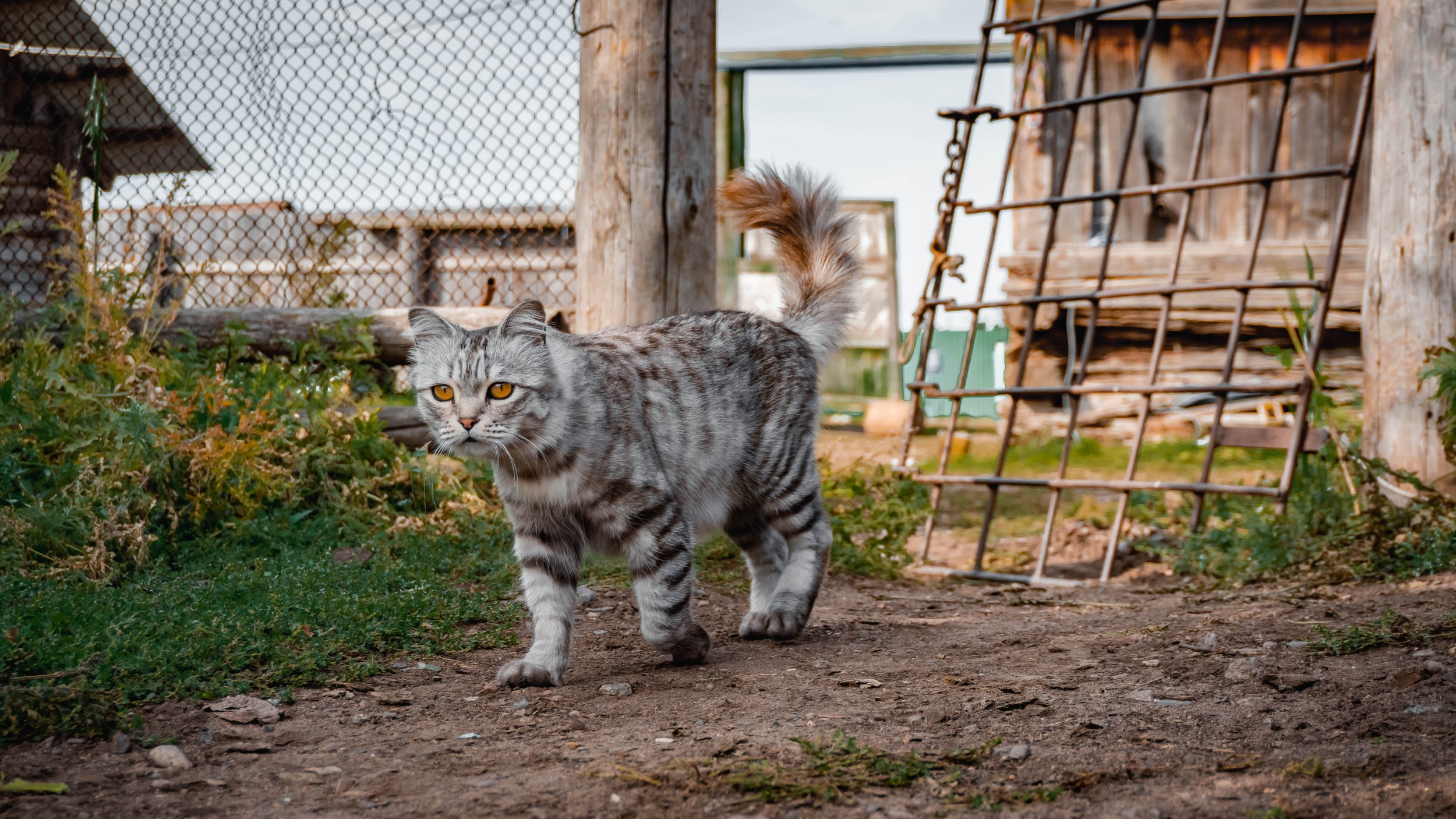 БАРСовый кот