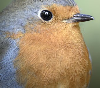 Зарянка (Erithacus rubecula)