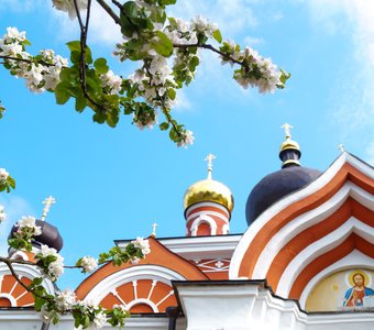 Старая Руса в яблоневом цвету